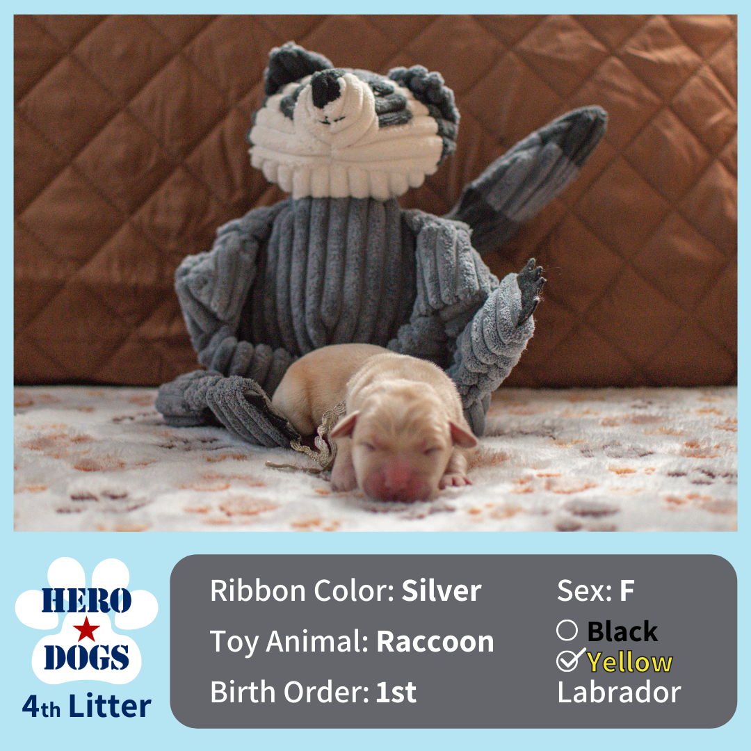 Silver puppy 1 day old 4th litter 4-20-21 graphic