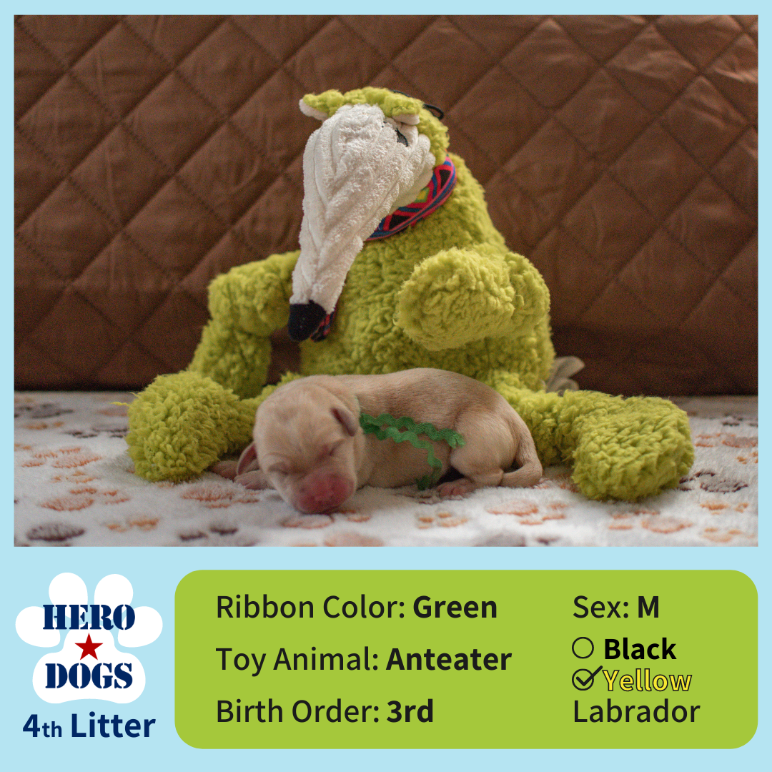 Green puppy 1 day old 4th litter 4-20-21 graphic