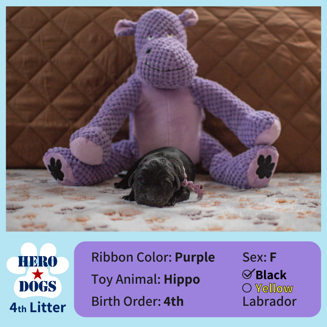 Purple puppy 1 day old 4th litter 4-20-21 graphic