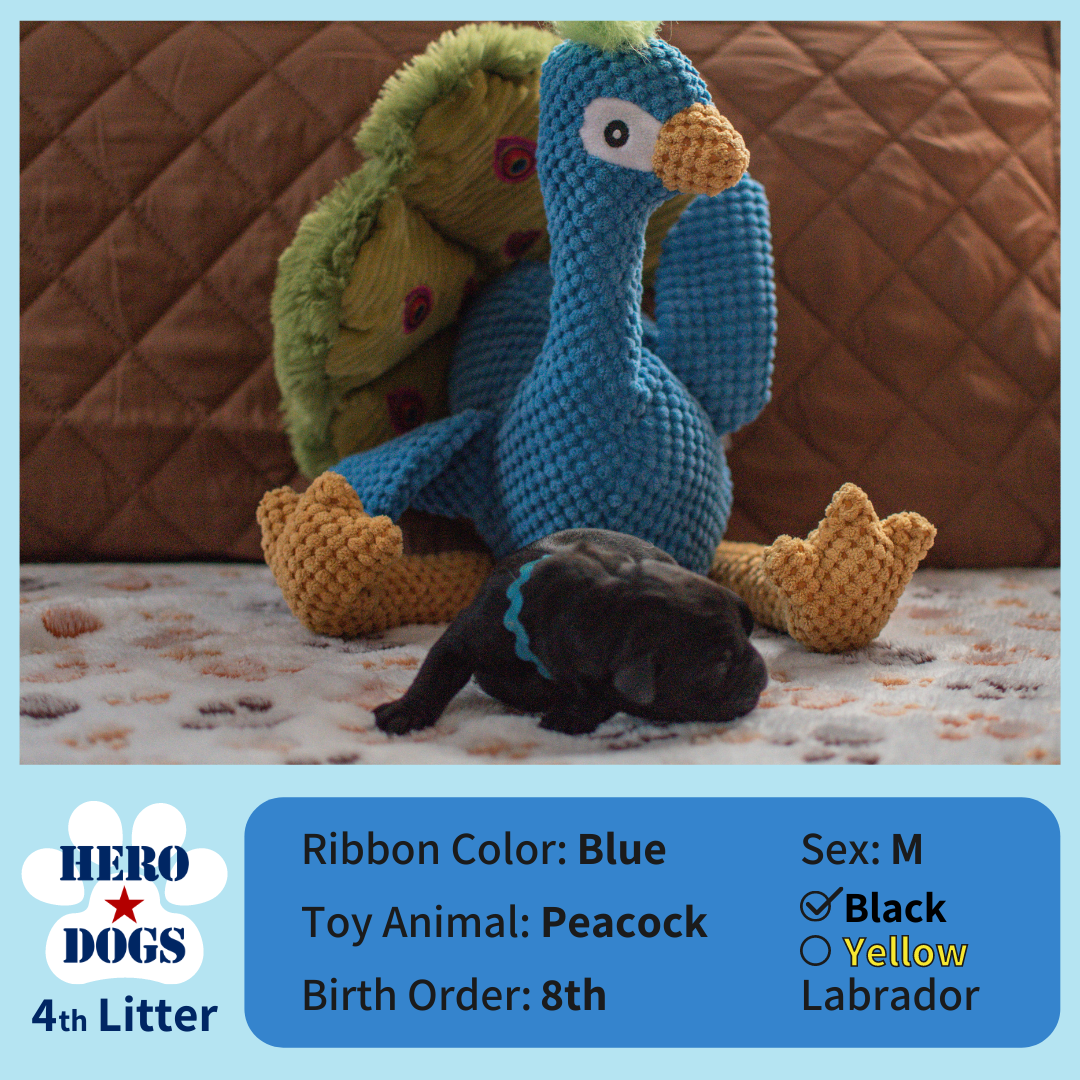 Blue puppy 1 day old 4th litter 4-20-21 graphic