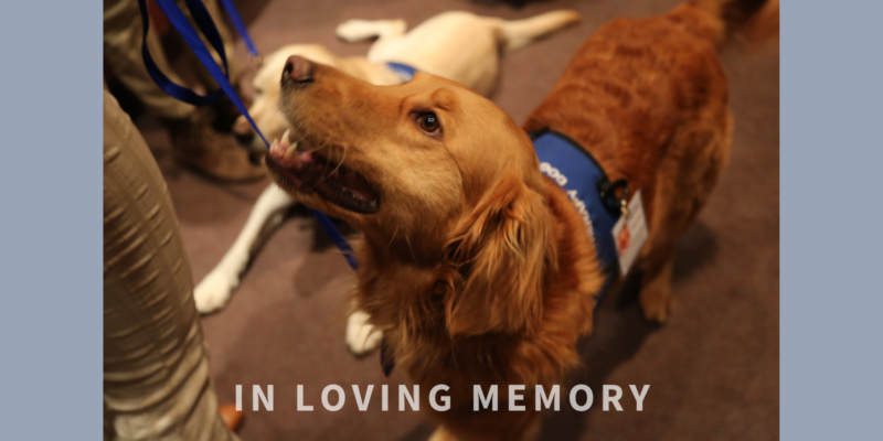 Hero Dogs Teddy with text "In Loving Memory"