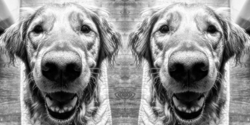 Mirrored black and white close up of Hero Dogs York
