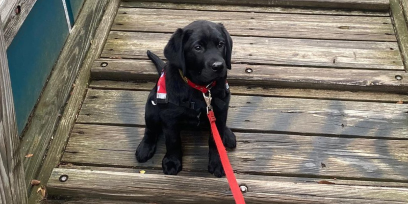 Hero Dogs Patty on wooden bridge
