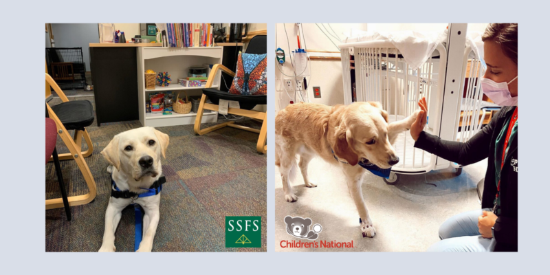 Hero Dogs Hawkeye and Barney in their facilities