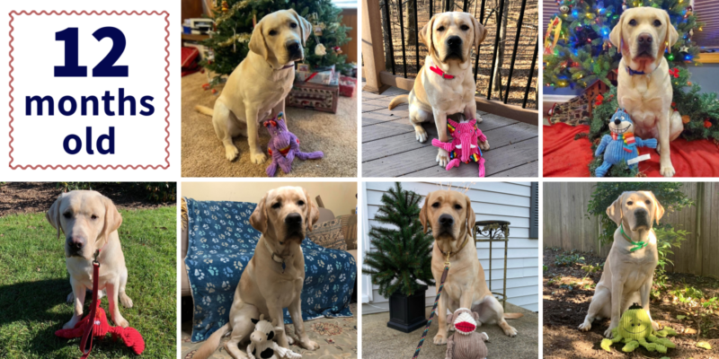 3rd Litter turns 1 year old!