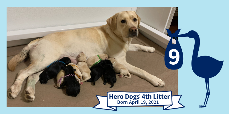 Clara's 4th Litter