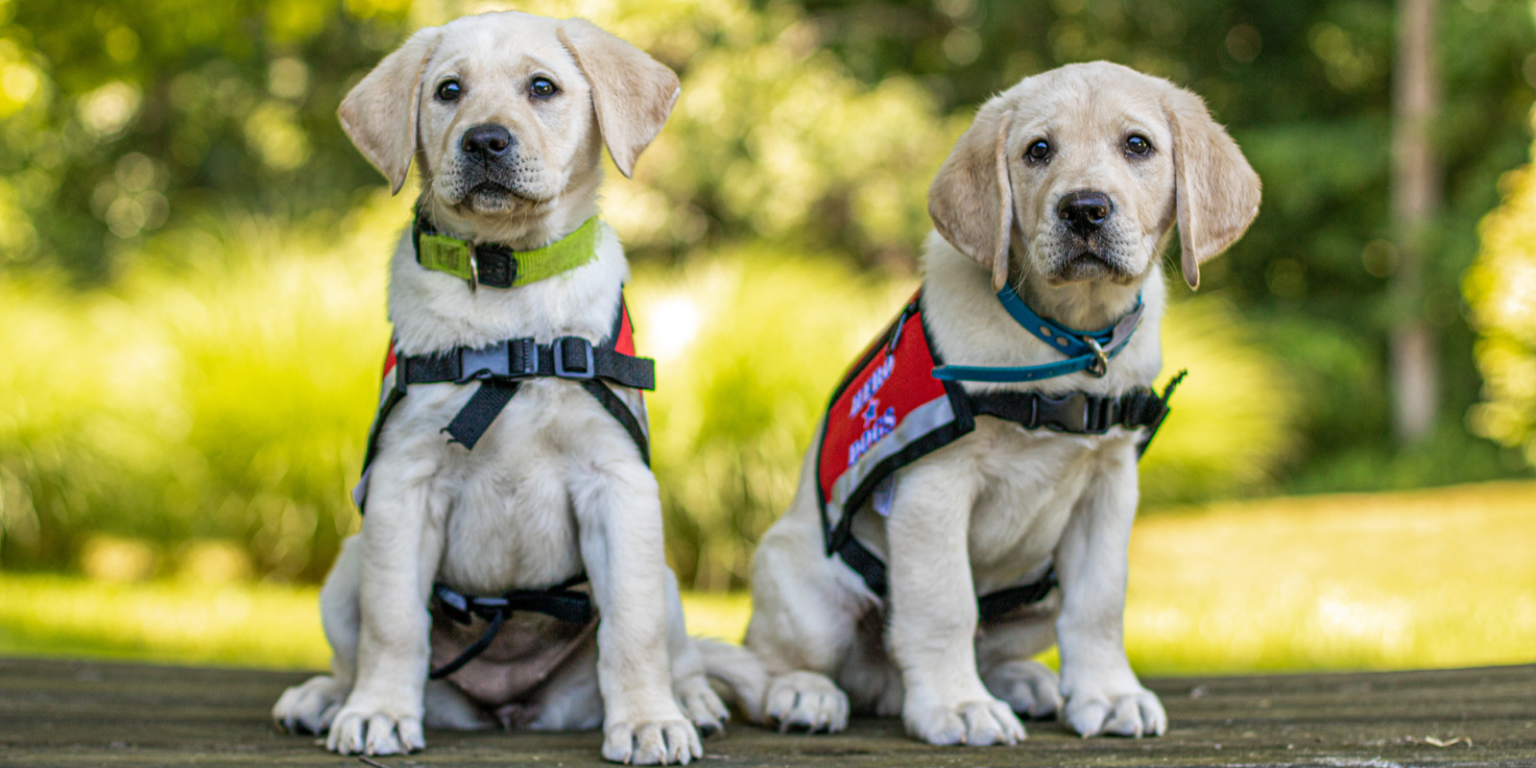 Service Dogs for America’s Heroes - Hero Dogs, Inc.
