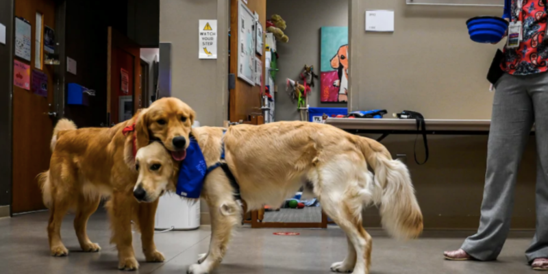 Hero Dogs Barney and his coworker Company at Children's National Hospital
