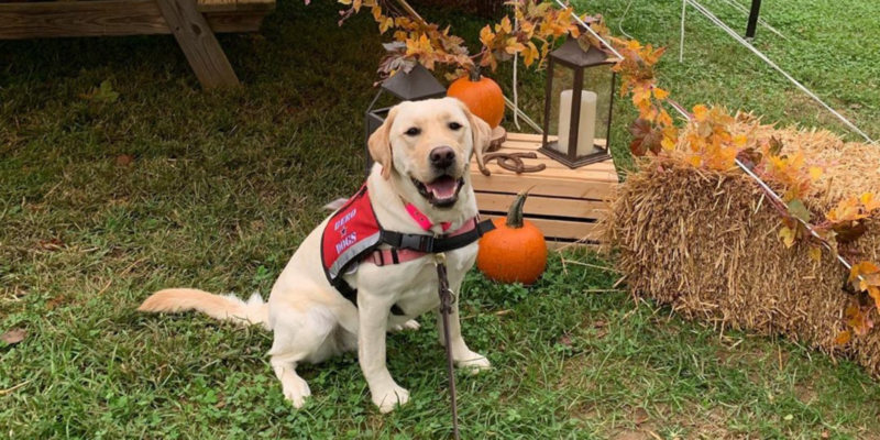 Hero Dogs Sandy poses in front of Waredaca's outdoor dining space