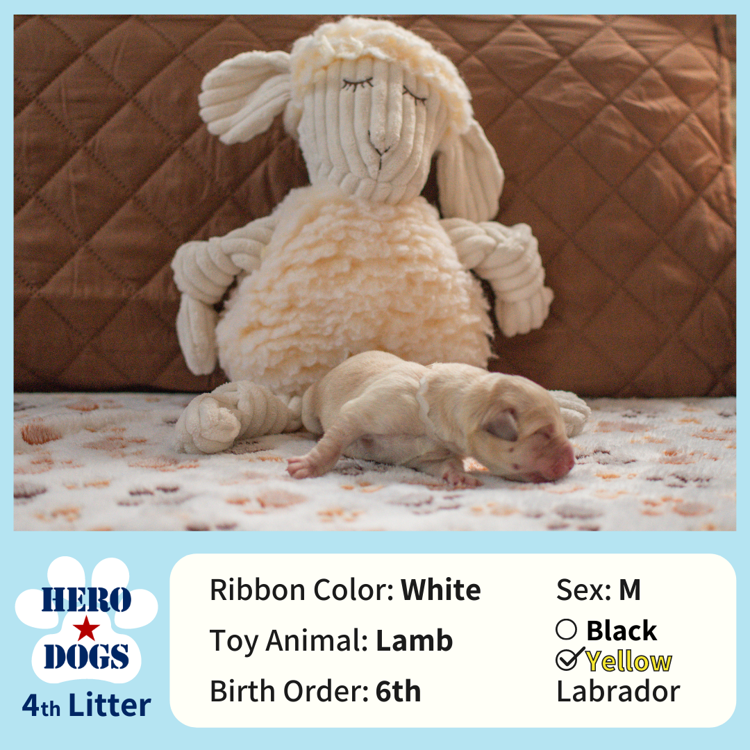White puppy 1 day old 4th litter 4-20-21 graphic