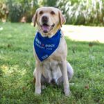 Hero Dogs Elsie