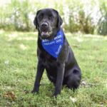 Hero Dogs Gunner