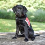 Hero Dogs Rosie Hero Dogs Rosie