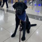 Hero Dog Scout