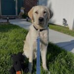 Hero Dogs Willey Hero Dogs Willey
