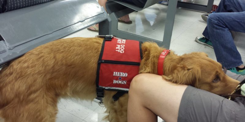 Hero Dogs Frankie lap