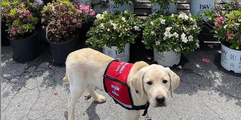 Hero Dogs Norm