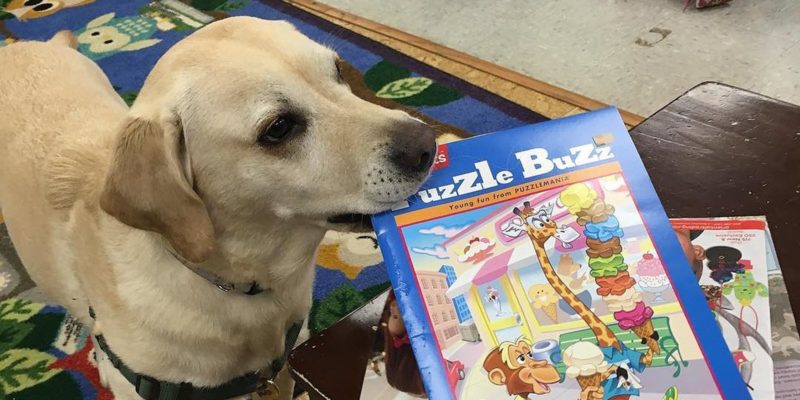 Therapy Dog Hero Dogs Sammie