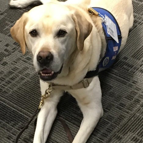 Hero Dogs Scotty