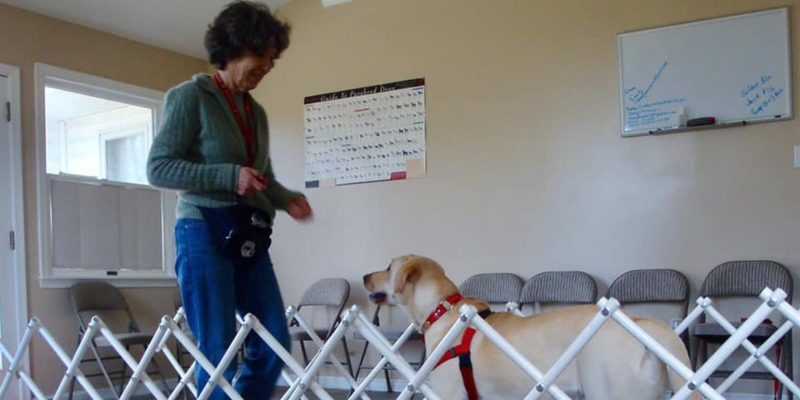 Training Hero Dogs Libby